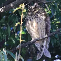 [Shiina] Noraneko Shoujo to no Kurashikata Ch. 4-12 [Chinese] [虎斑木菟漢化] [Digital]