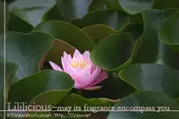 Yuri Shimai Vol.1 [English]