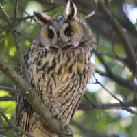 [Shiina] Noraneko Shoujo to no Kurashikata Ch. 4-16 [Chinese] [虎斑木菟漢化] [Digital]