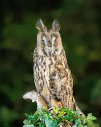 [Yaya Hinata] Ashita, Sekai ga Owarunara | 倘若、明天就是世界末日 (COMIC ExE 06) [Chinese] [虎斑木菟漢化] [Digital]