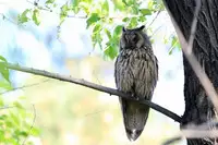 [Shiina] Noraneko Shoujo to no Kurashikata Ch. 4-16 [Chinese] [虎斑木菟漢化] [Digital]